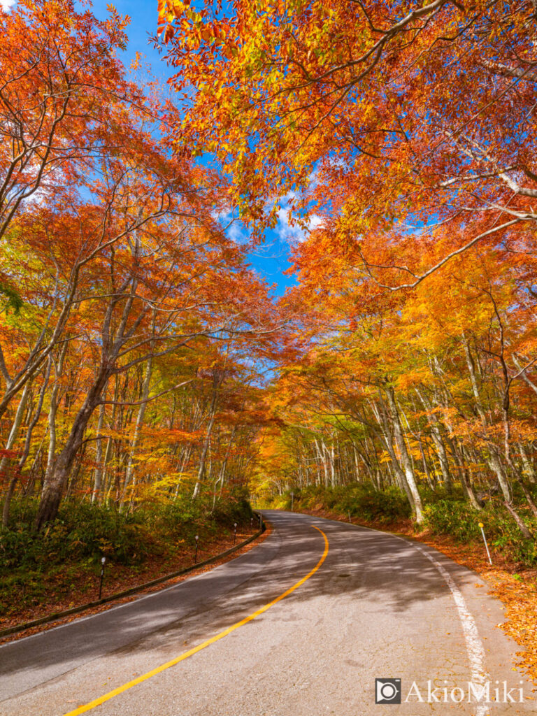 大山の紅葉と道路
