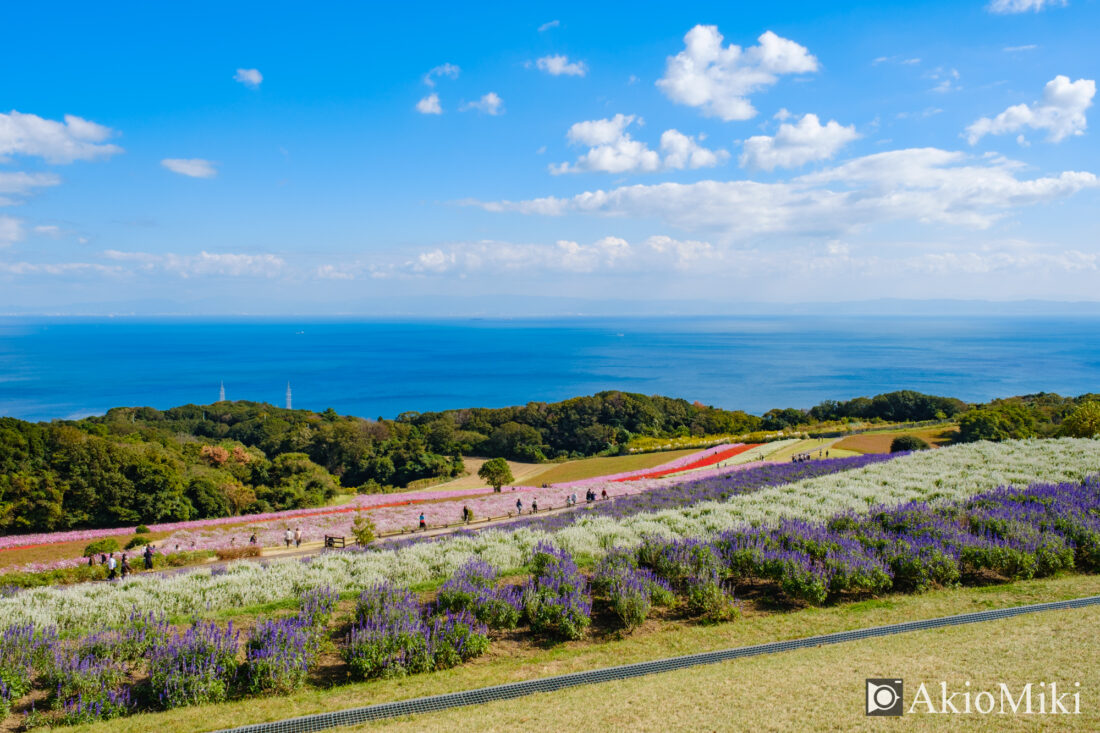 秋の花さじき　全景