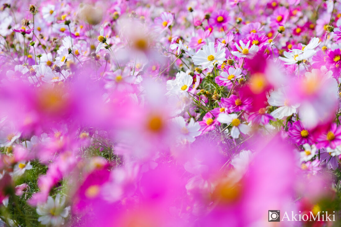 秋の花さじき　コスモス