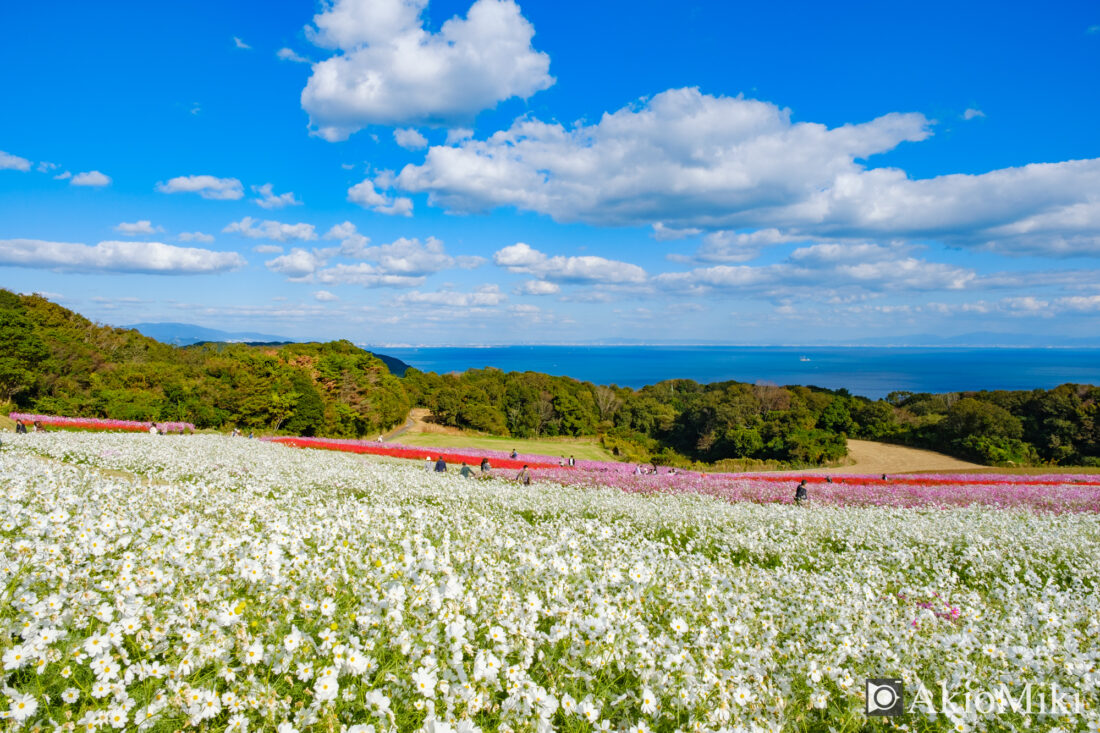 花さじき