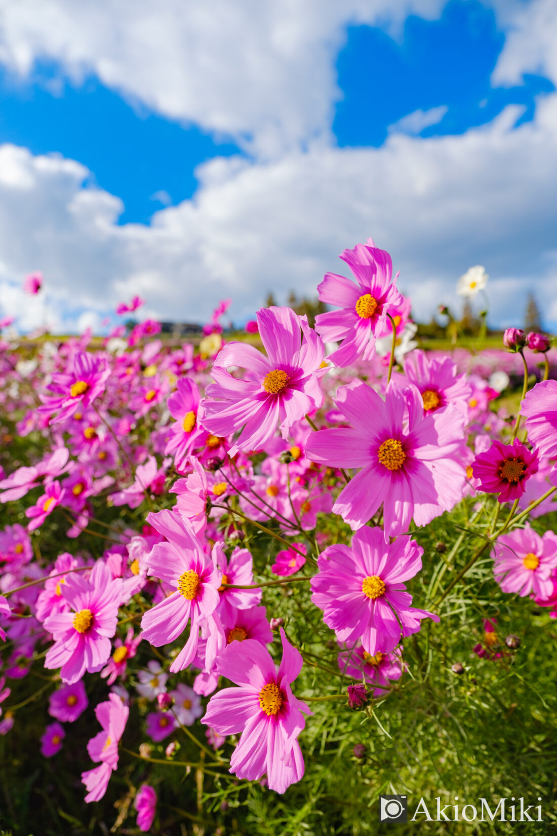 秋の花さじき　コスモス