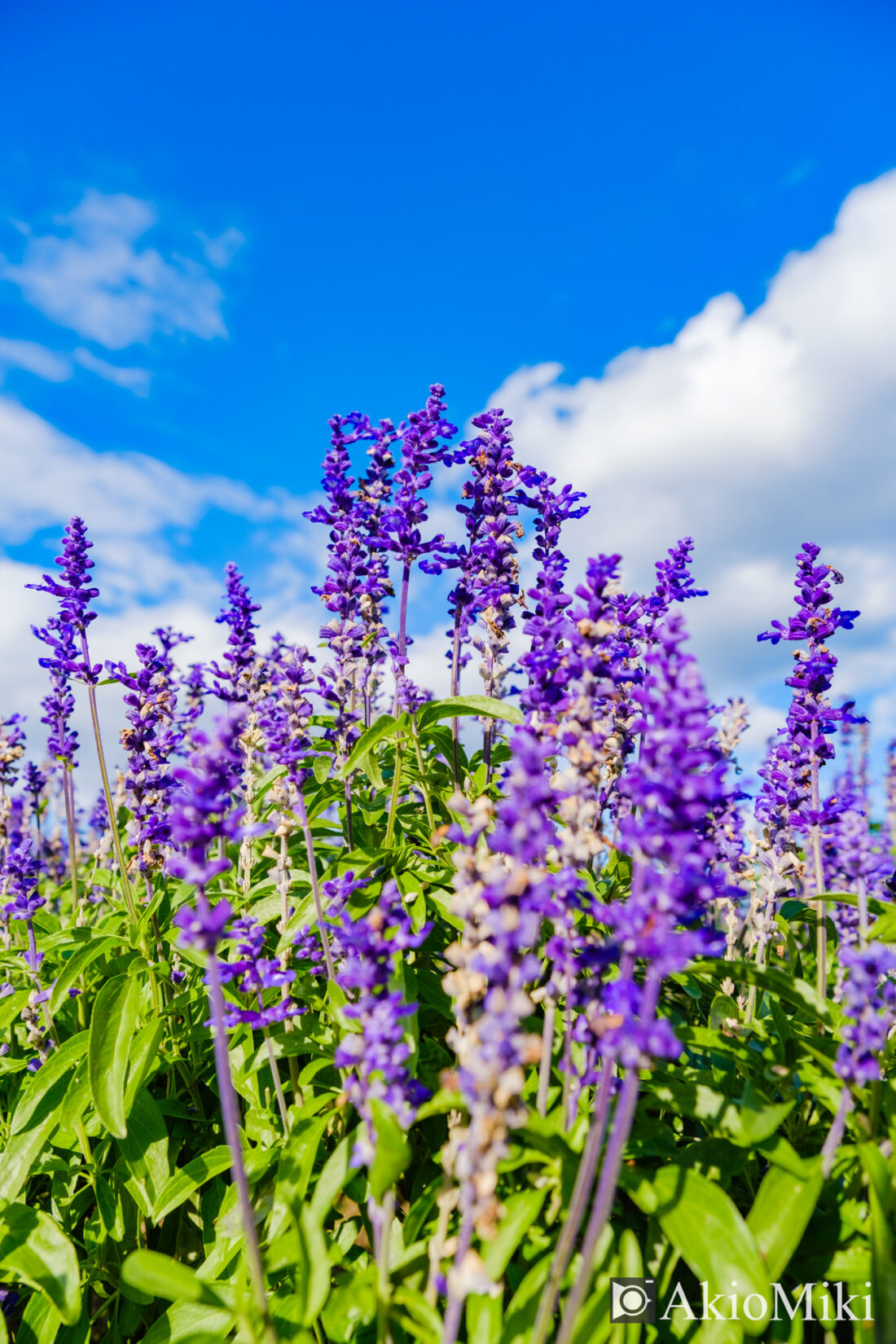 秋の花さじき　紫色のサルビア