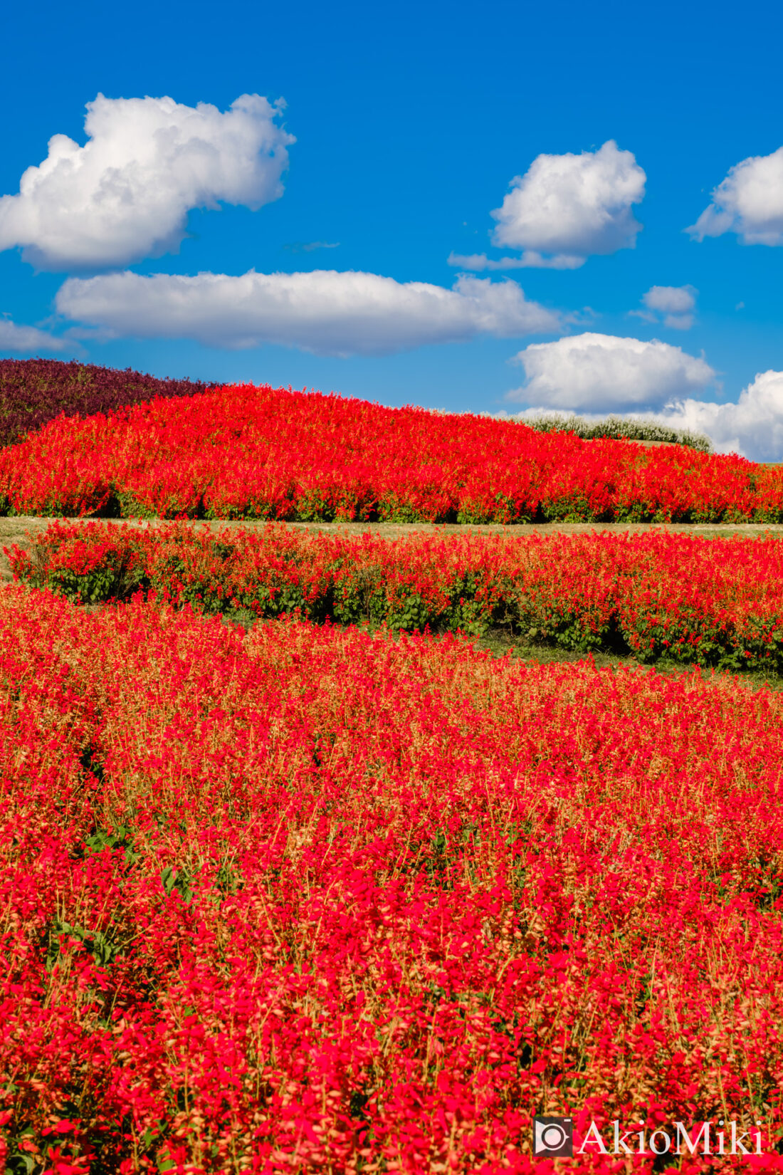 秋の花さじき　赤色のサルビア