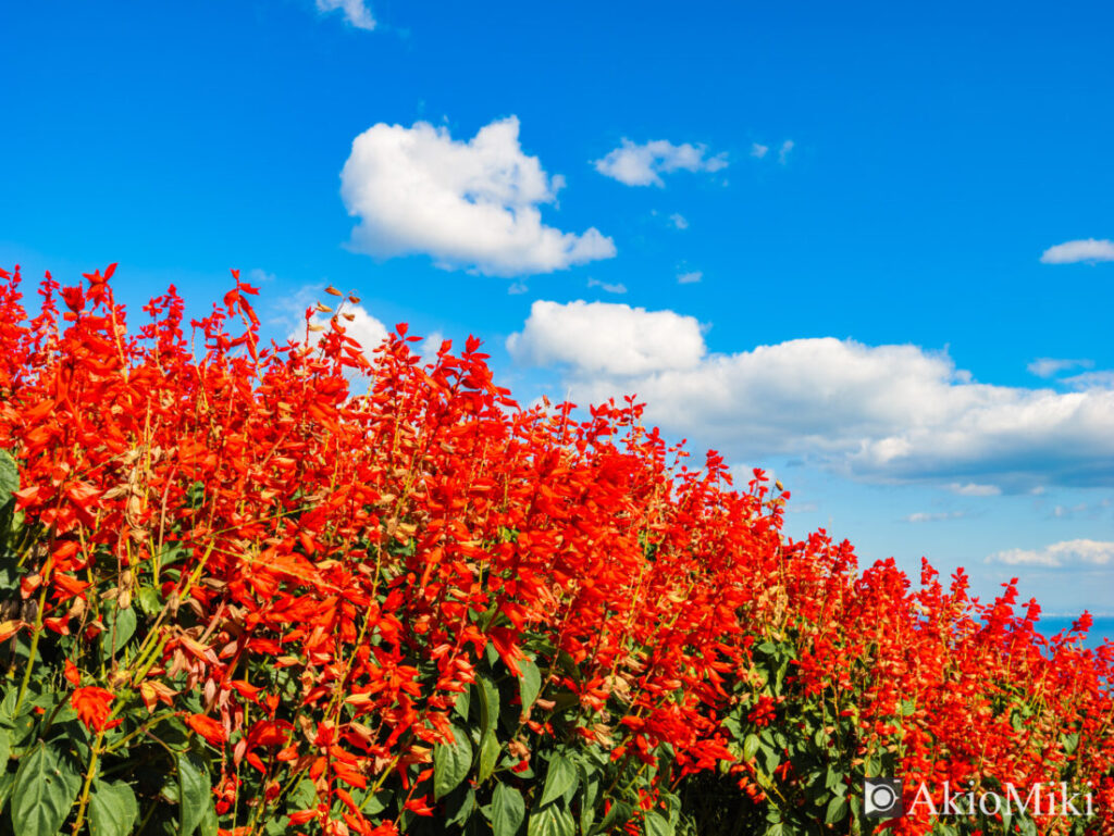 秋の花さじき　赤色のサルビア