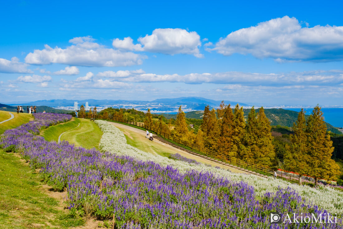 秋の花さじき　紫色のサルビア