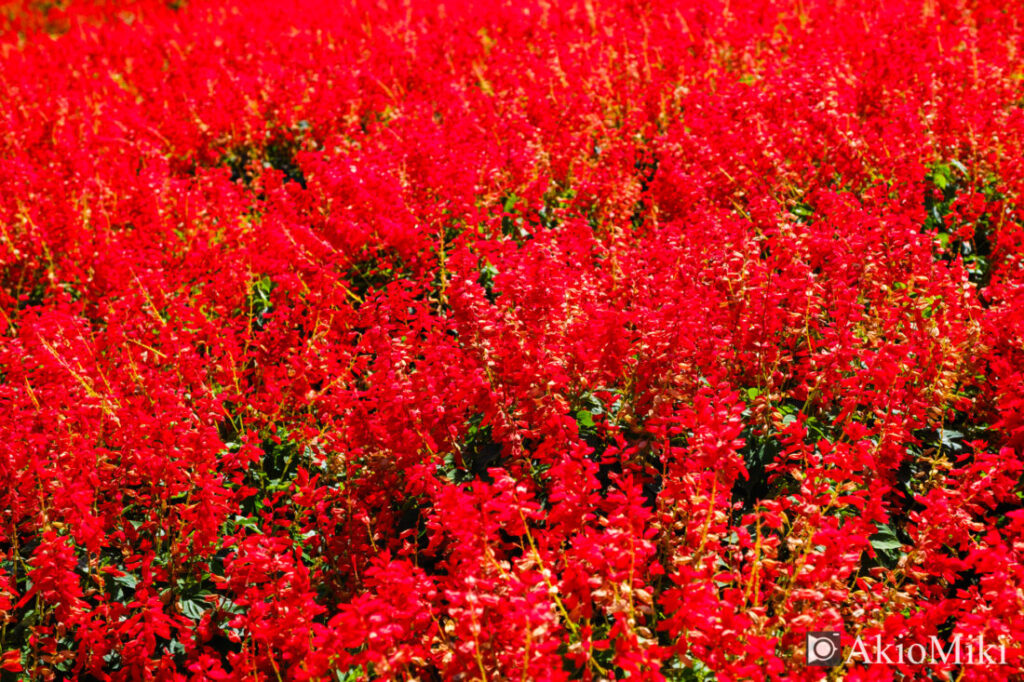 秋の花さじき　赤色のサルビア