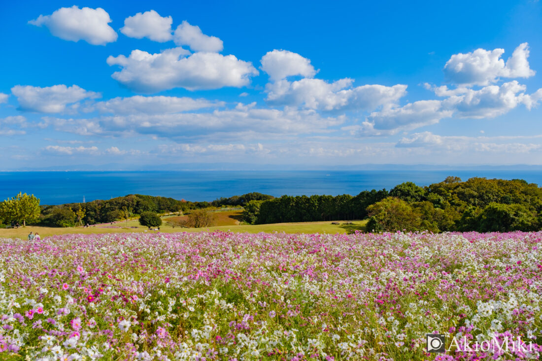 秋の花さじき　コスモス