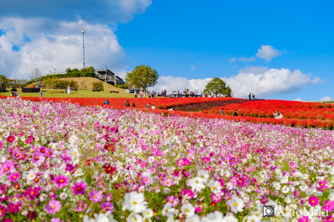 秋の花さじき　赤色のサルビアとコスモス