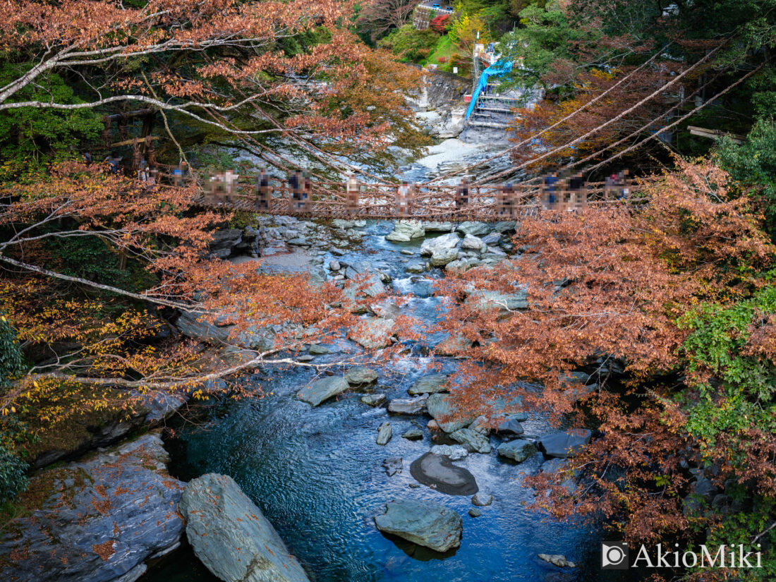 秋の祖谷のかずら橋