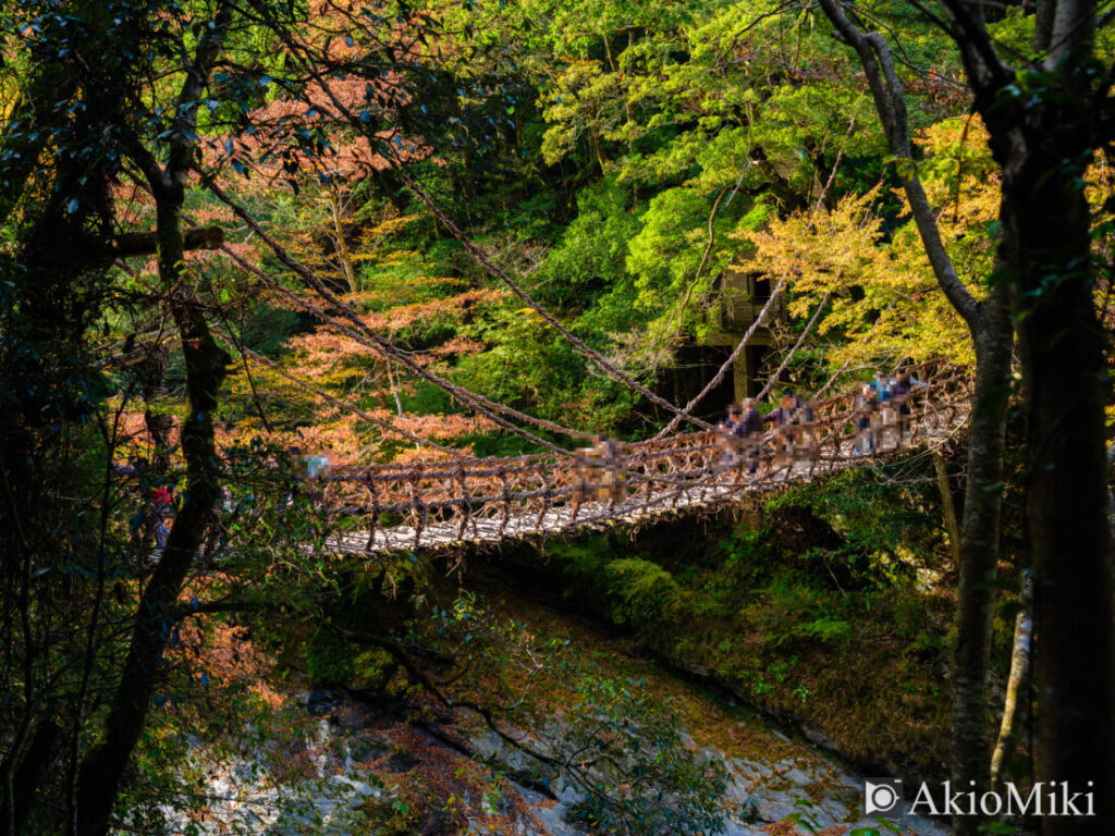 秋の祖谷のかずら橋