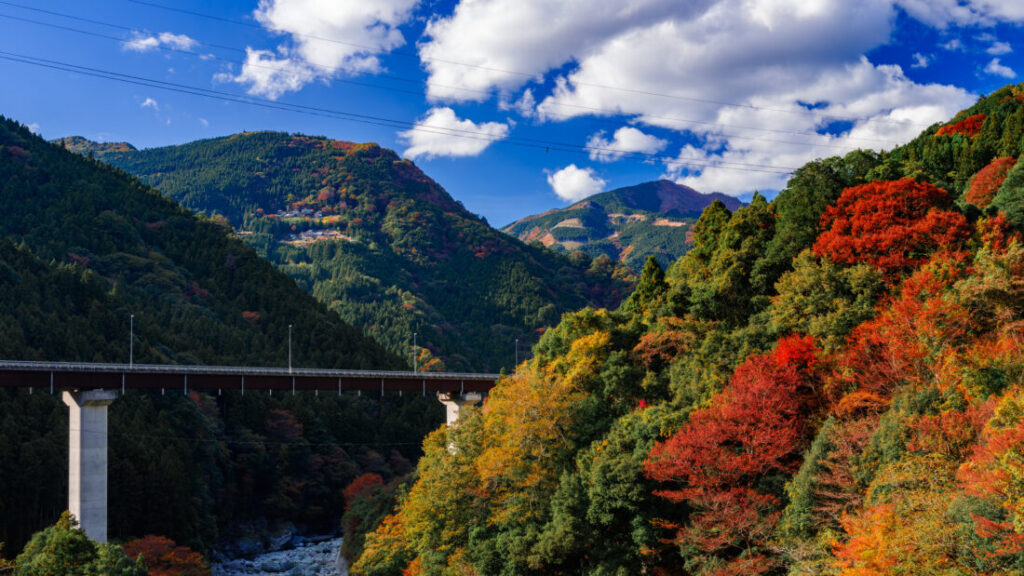 秋の祖谷のかずら橋のサムネイル
