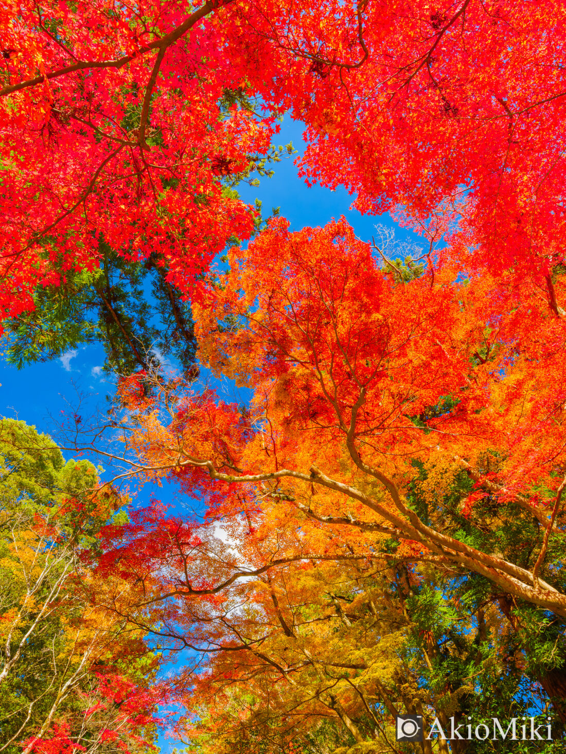 大窪寺の紅葉