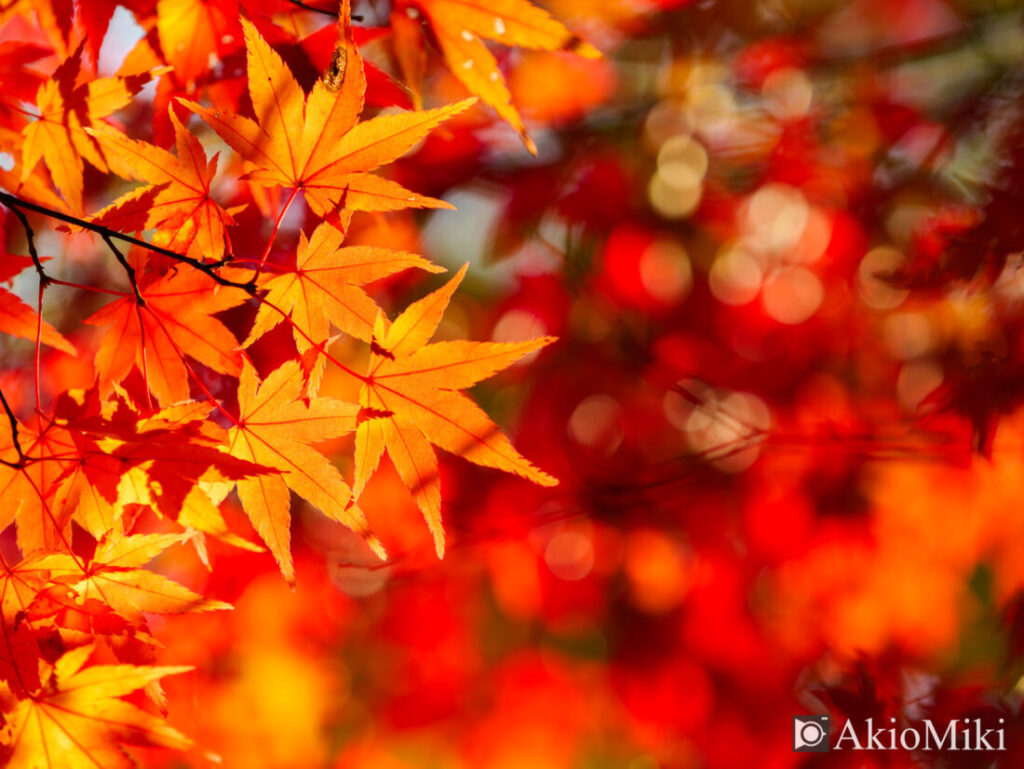 PLフィルターを使って撮影した秋の紅葉