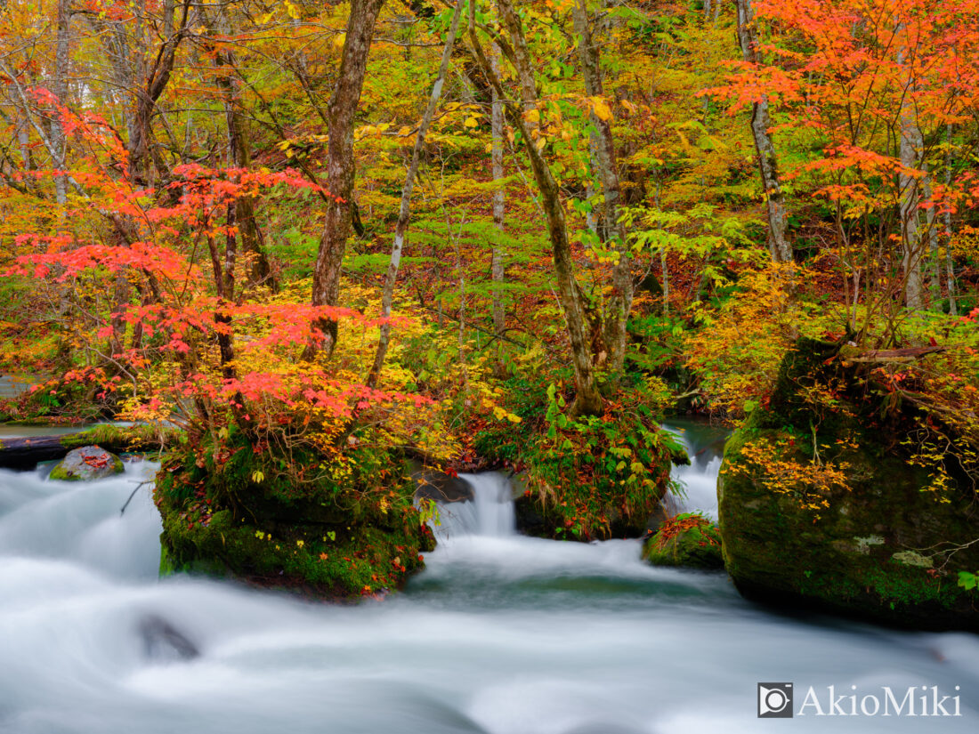 青森県　奥入瀬渓流