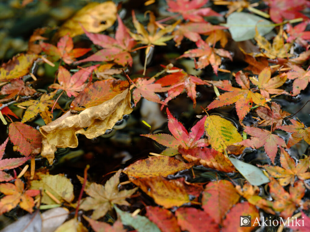 安居渓谷の紅葉した葉