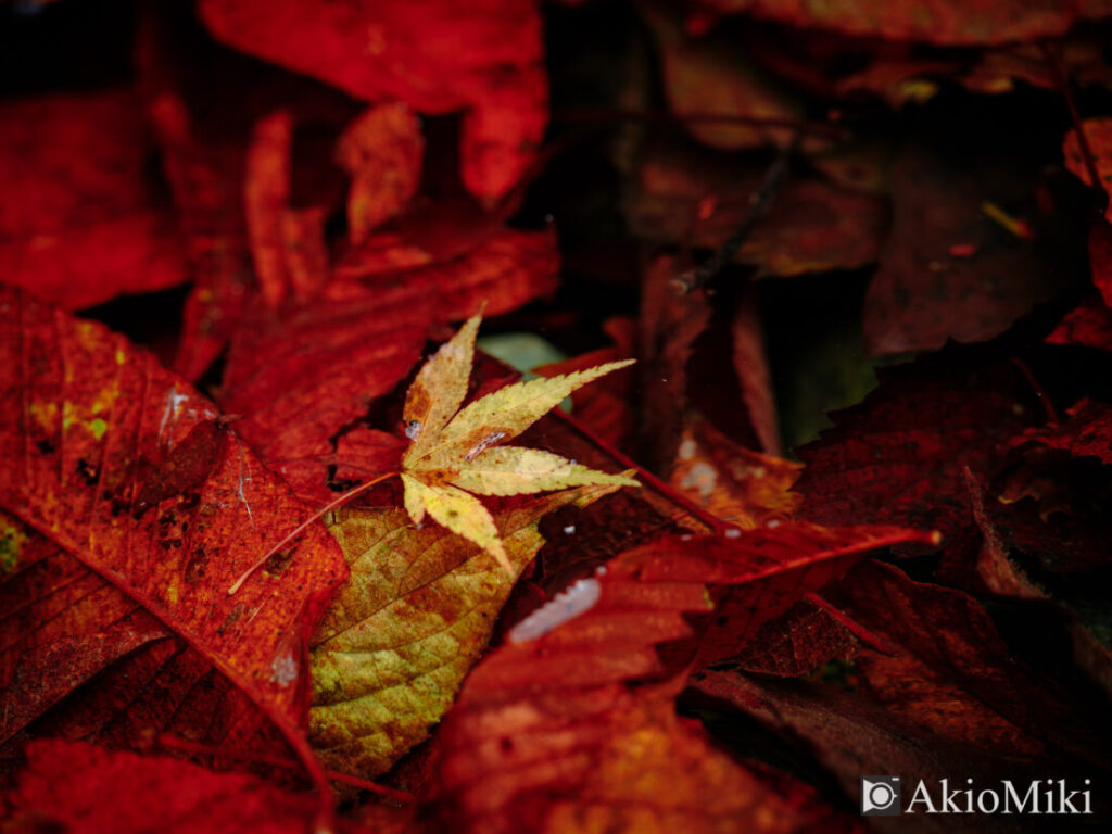 安居渓谷の紅葉した葉