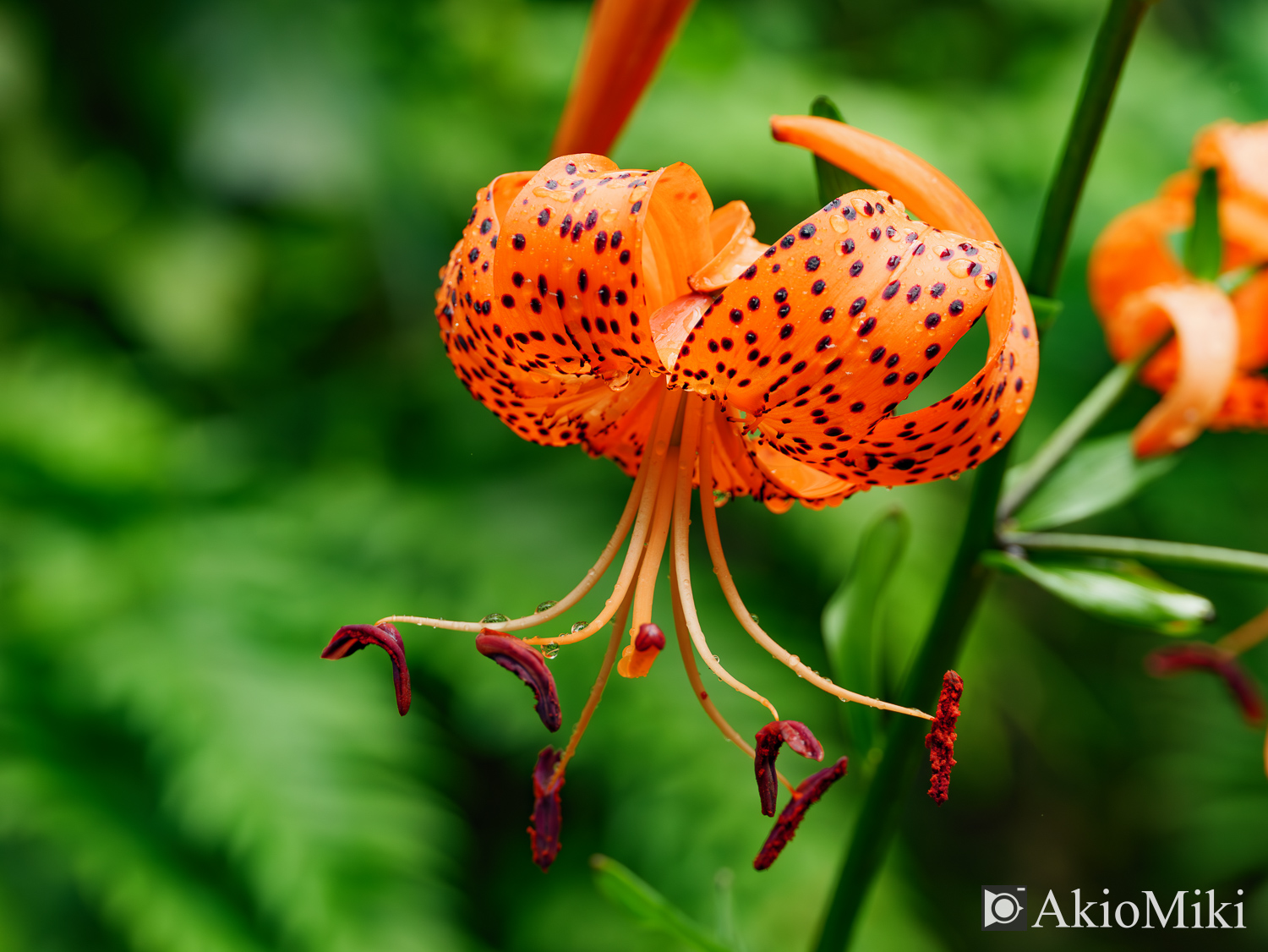 M.ZUIKO 90mm F3.5 Macro IS PROで撮影した花