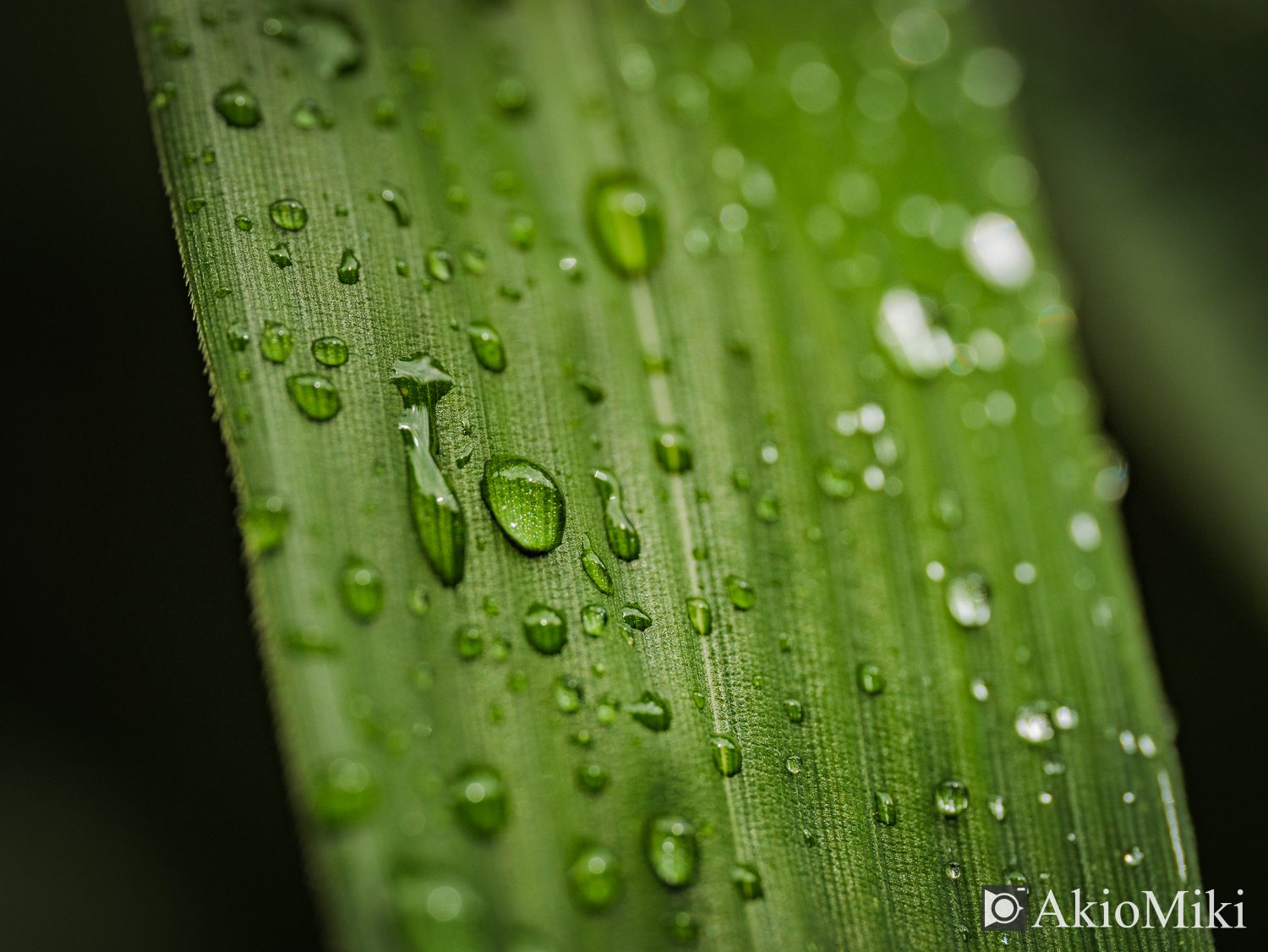 M.ZUIKO 90mm F3.5 Macro IS PROで撮影した水滴