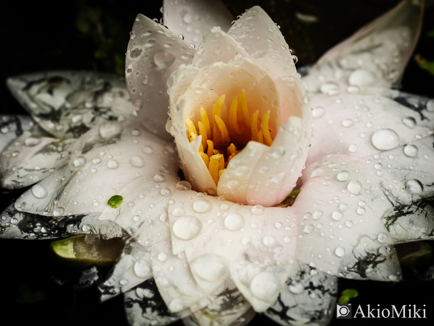 M.ZUIKO 90mm F3.5 Macro IS PROで撮影した花