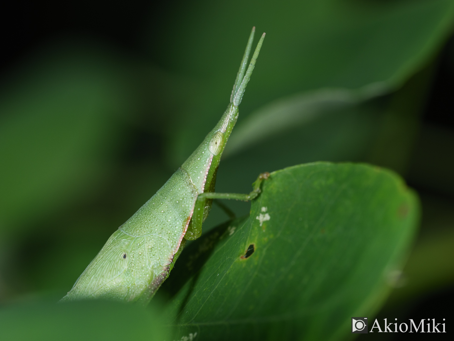 M.ZUIKO 90mm F3.5 Macro IS PROで撮影したオンブバッタ　昆虫撮影