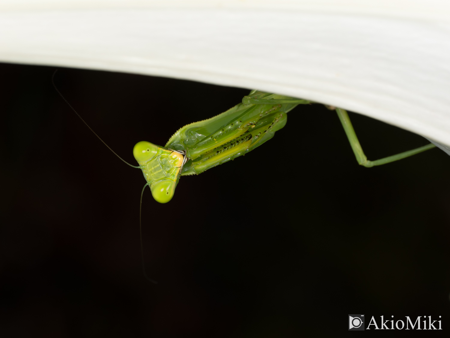 M.ZUIKO 90mm F3.5 Macro IS PROで撮影したカマキリ　昆虫撮影