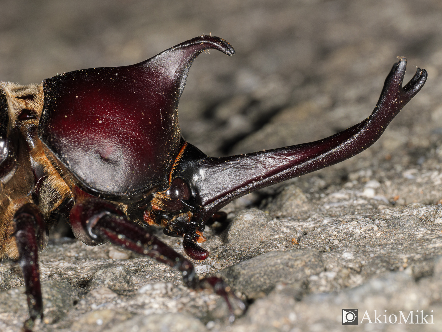 M.ZUIKO 90mm F3.5 Macro IS PROで撮影したカブトムシ　昆虫撮影