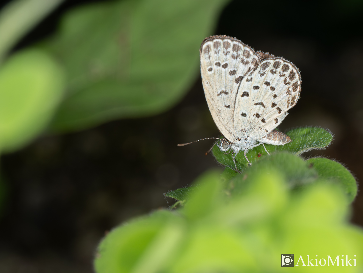 M.ZUIKO 90mm F3.5 Macro IS PROで撮影したシジミチョウ　昆虫撮影