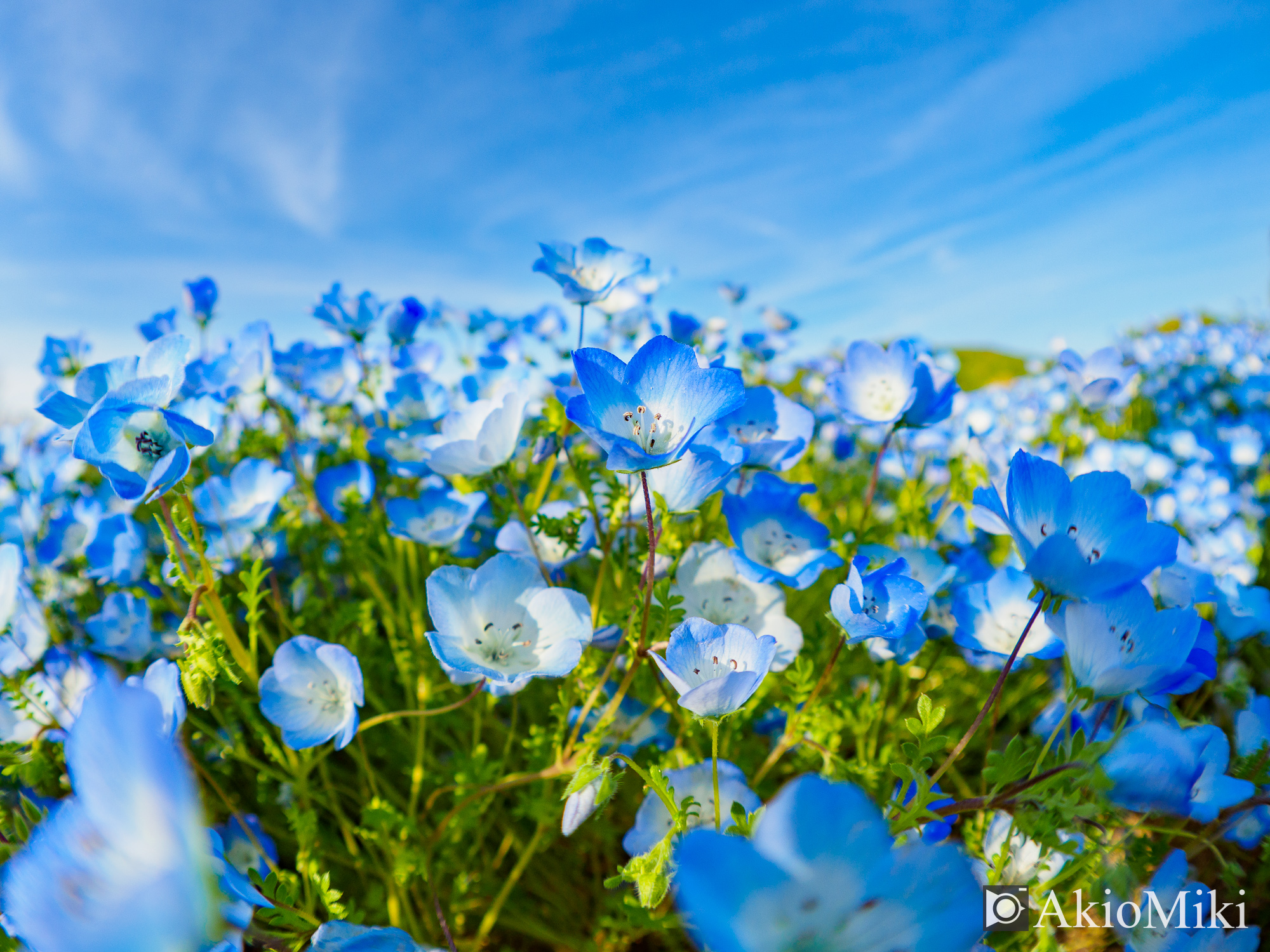 ネモフィラの花