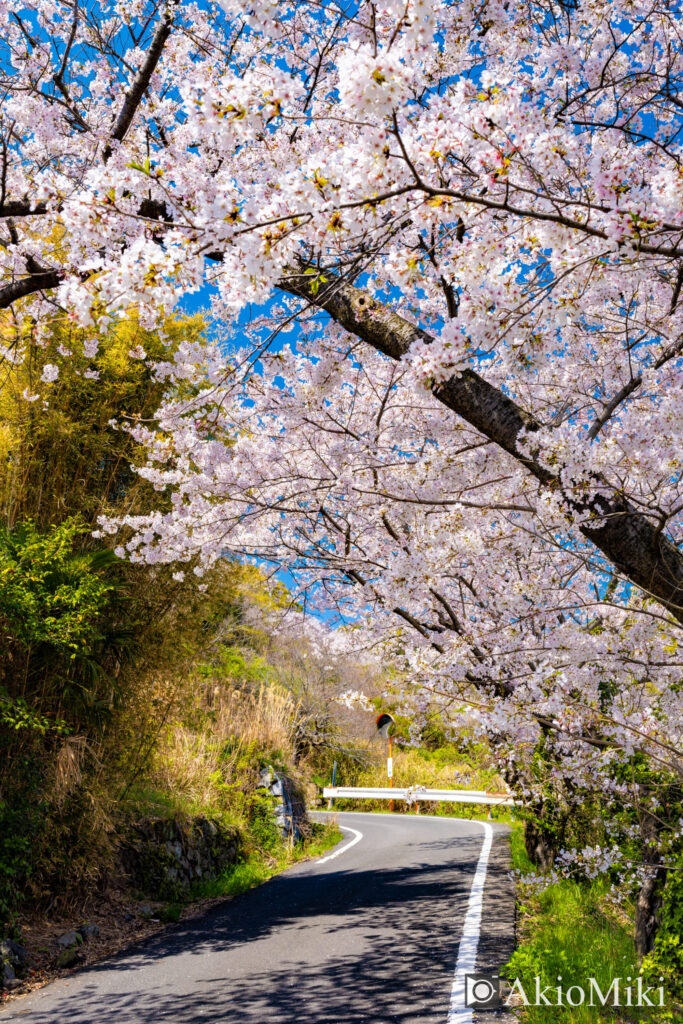 女木島の桜