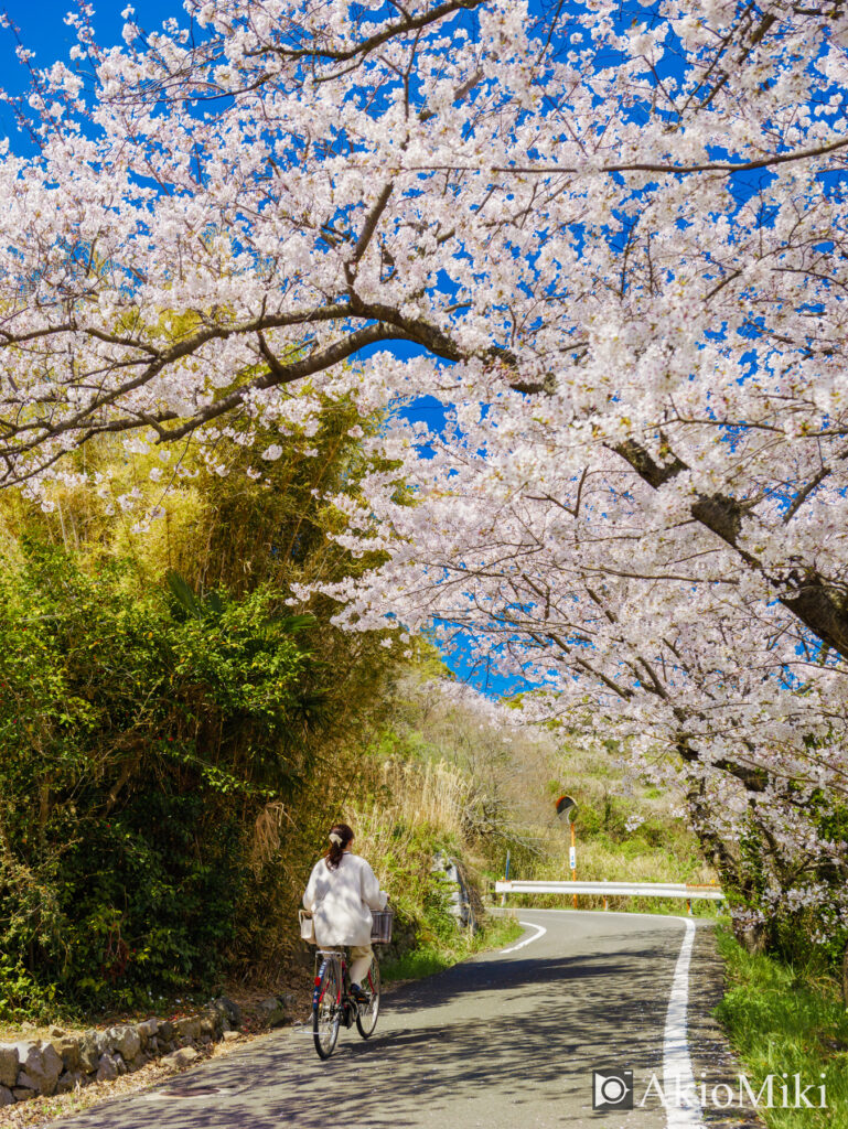 女木島　自転車と桜のトンネル
