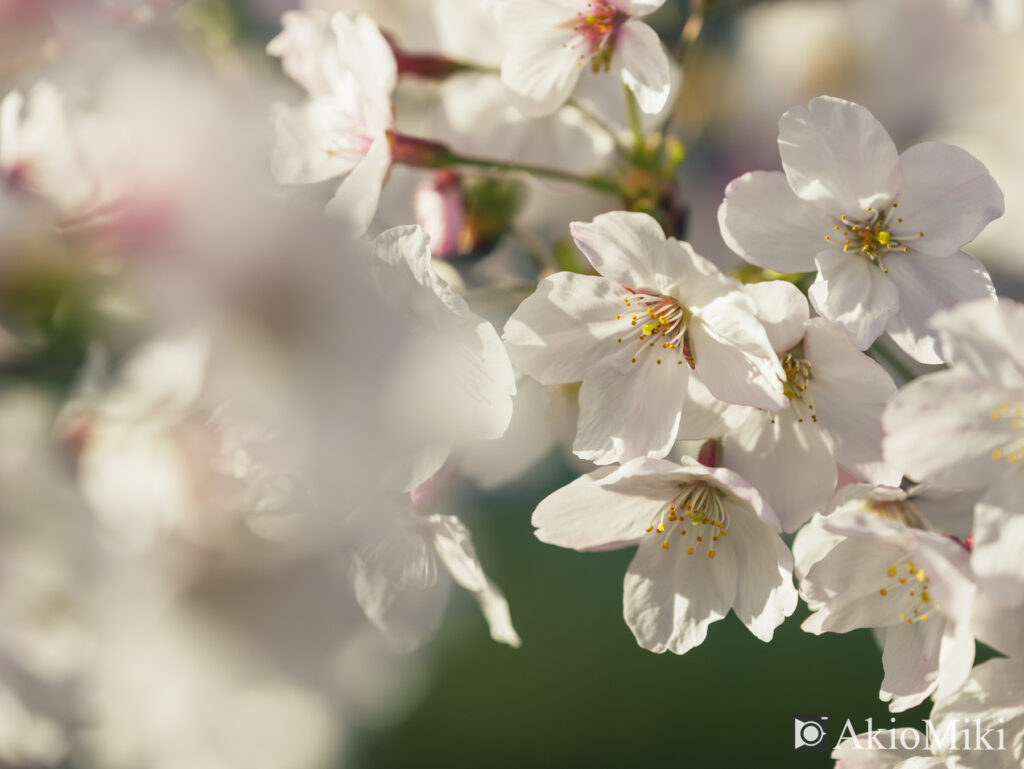 桜の花　マクロ撮影