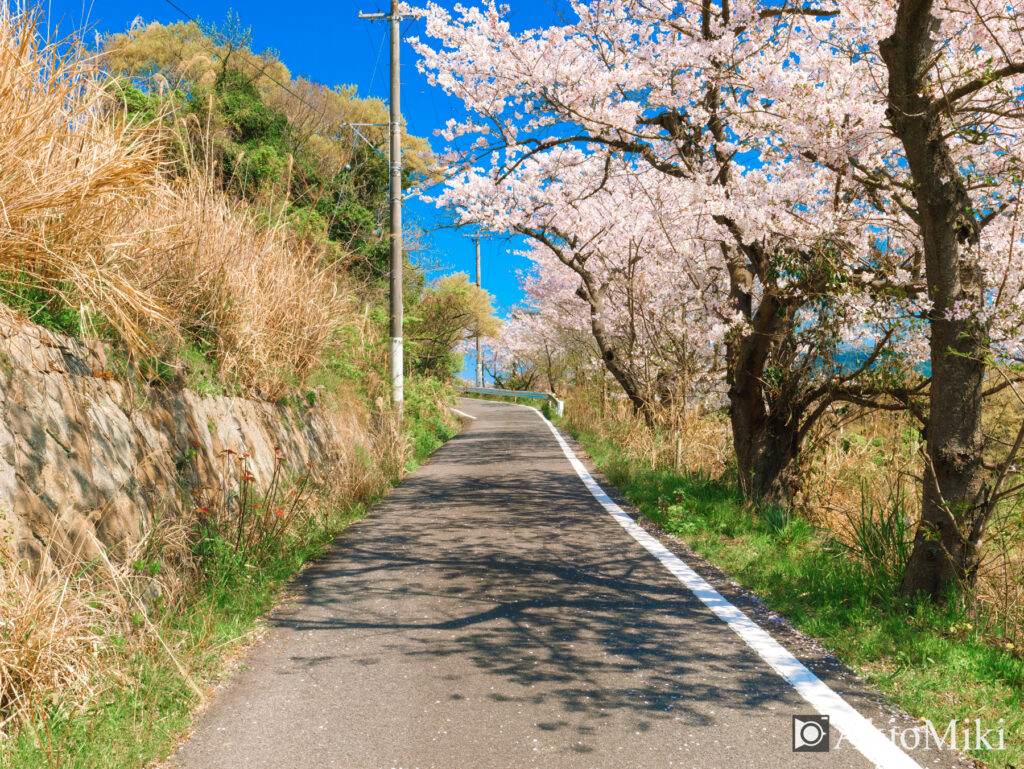 女木島　桜のトンネル