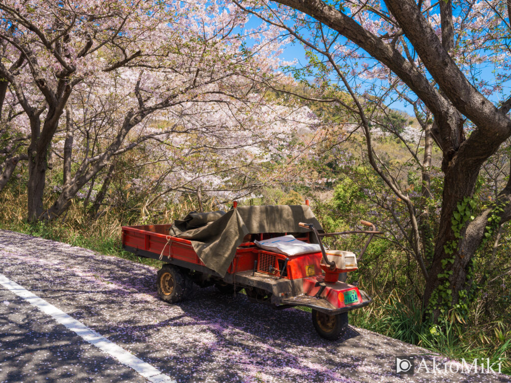 女木島　春の桜