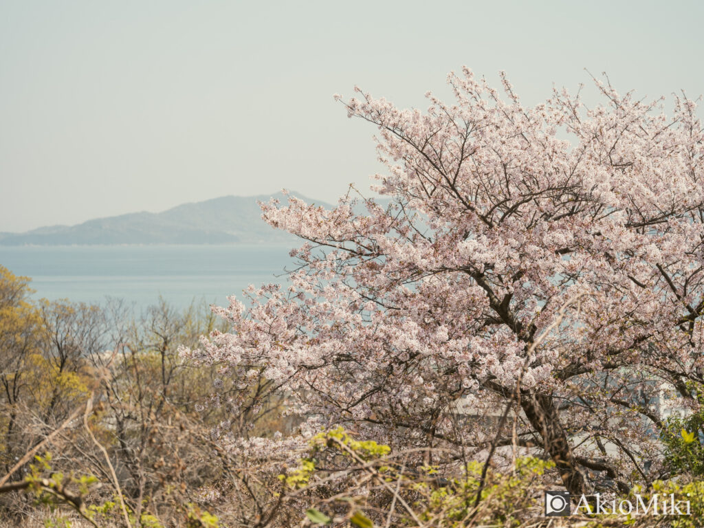 女木島の春