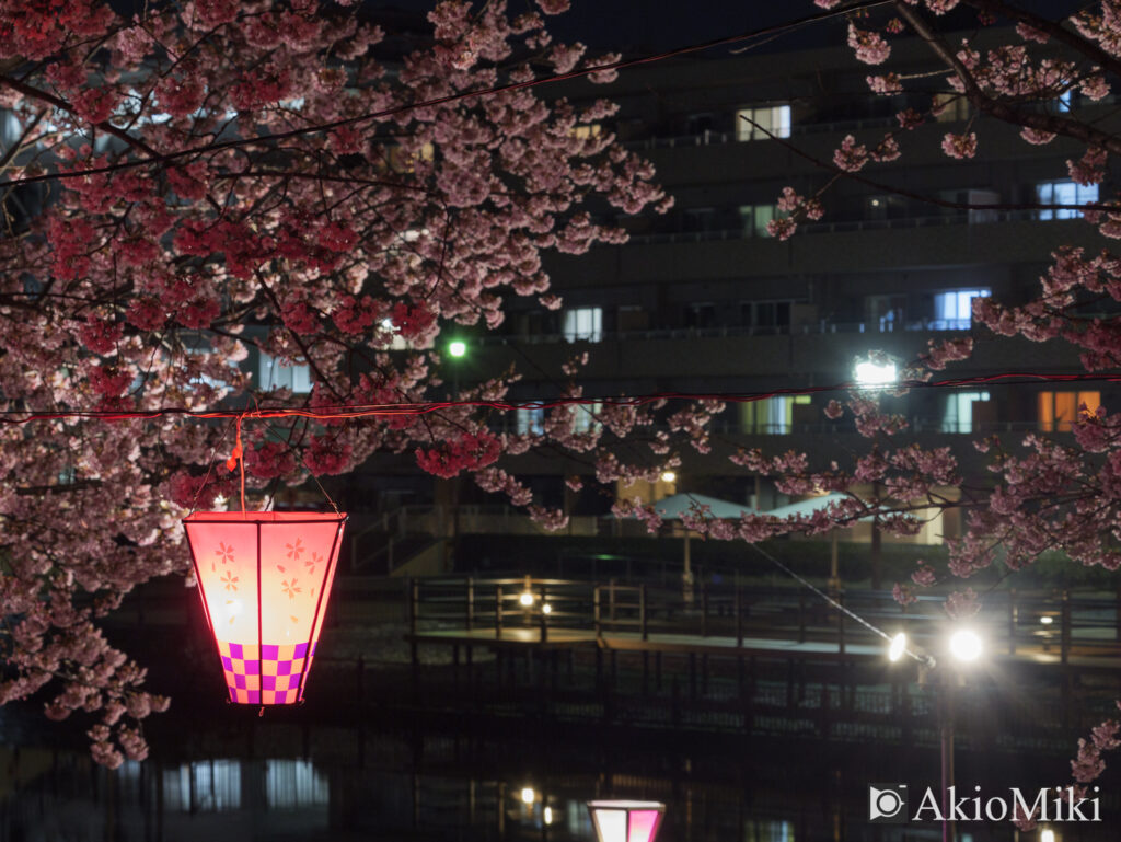 徳島中央公園　夜桜