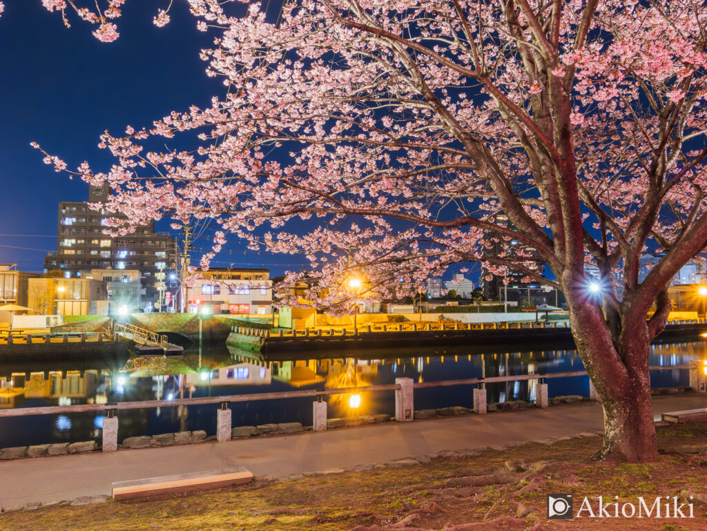 徳島中央公園　夜桜