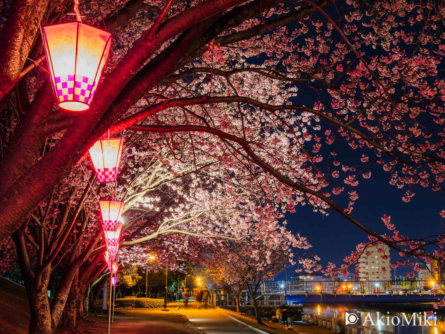 徳島中央公園　夜桜