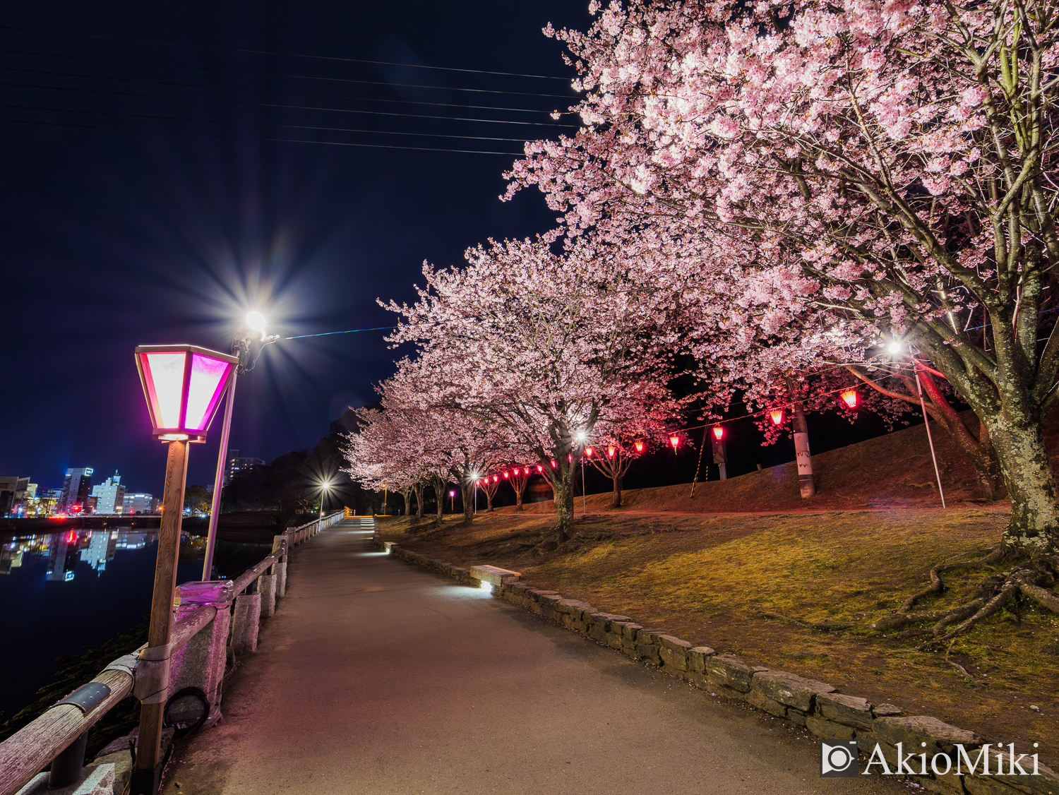 徳島中央公園　夜桜