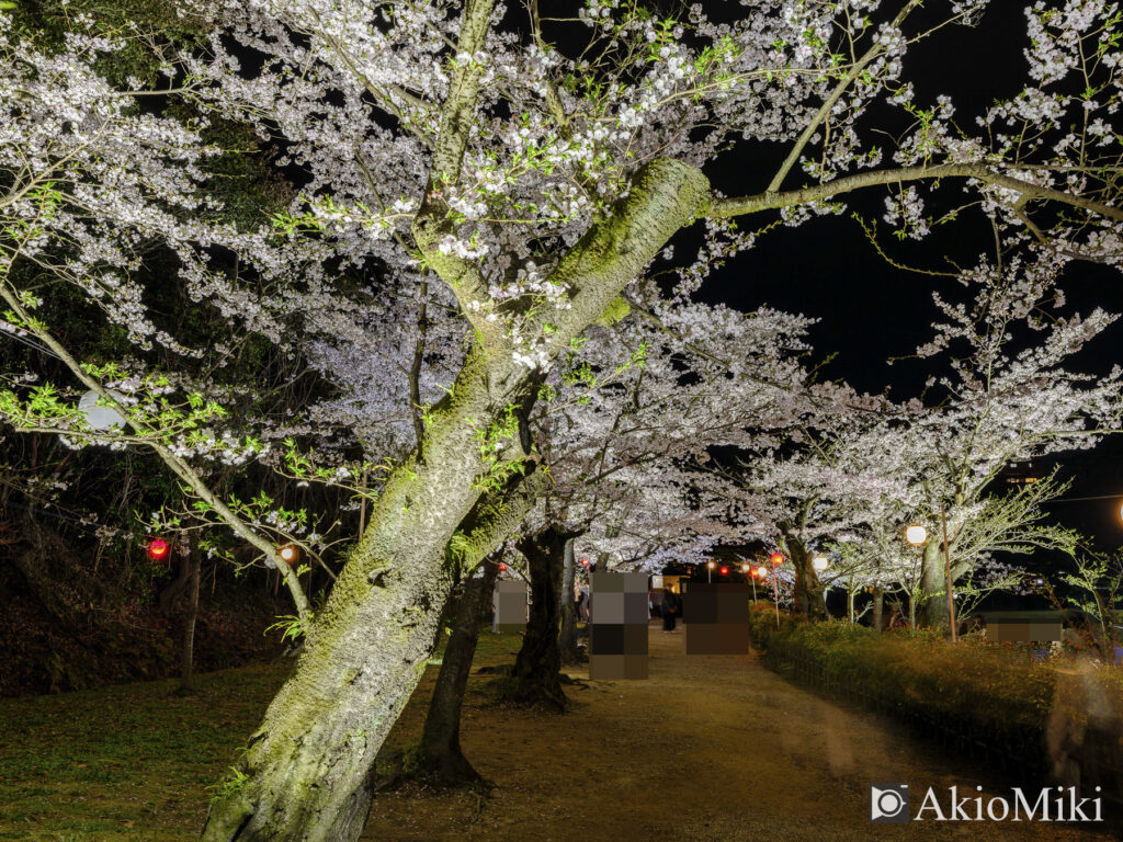 栗林公園の夜桜