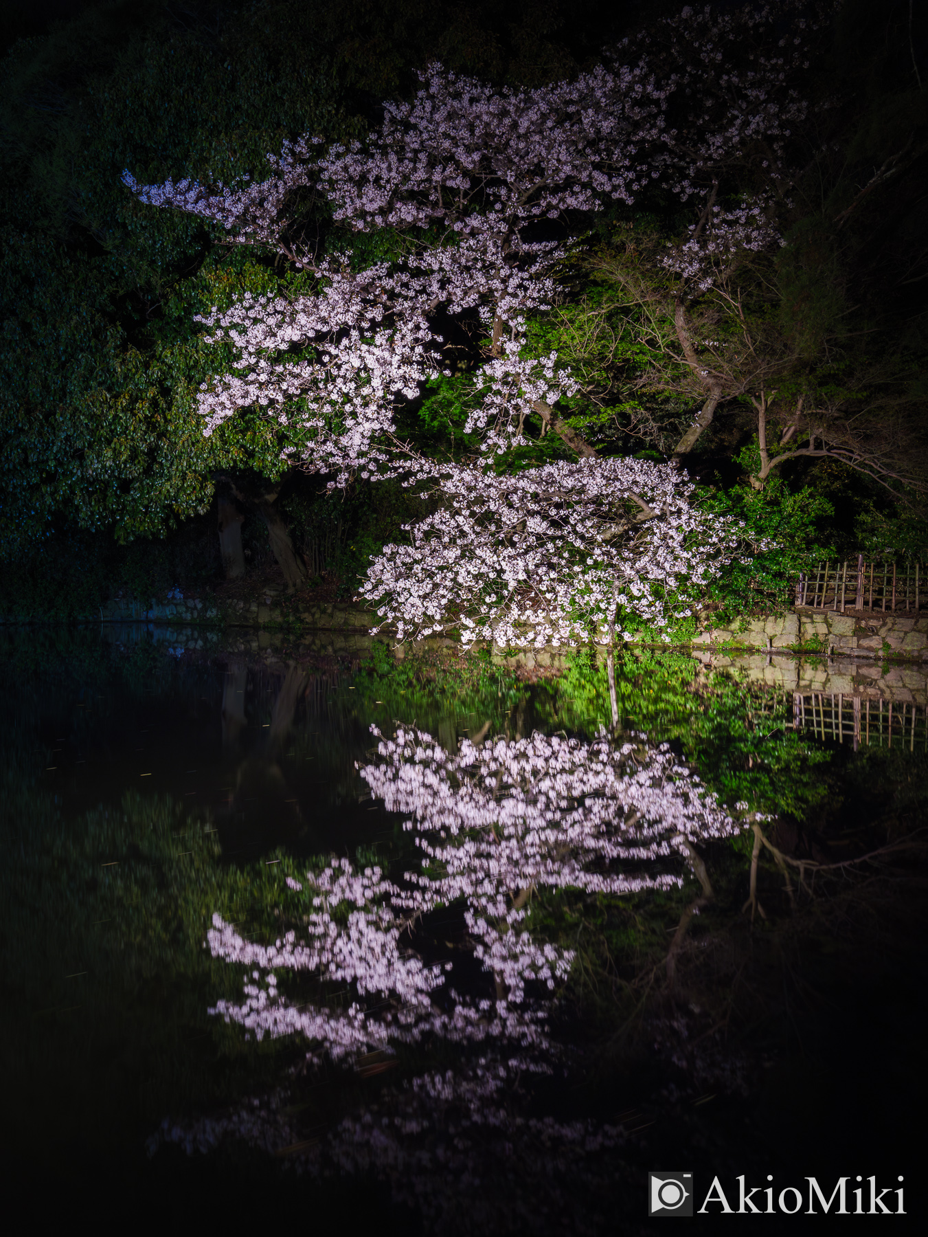 栗林公園の夜桜