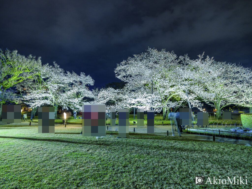 栗林公園の夜桜　桜の広場