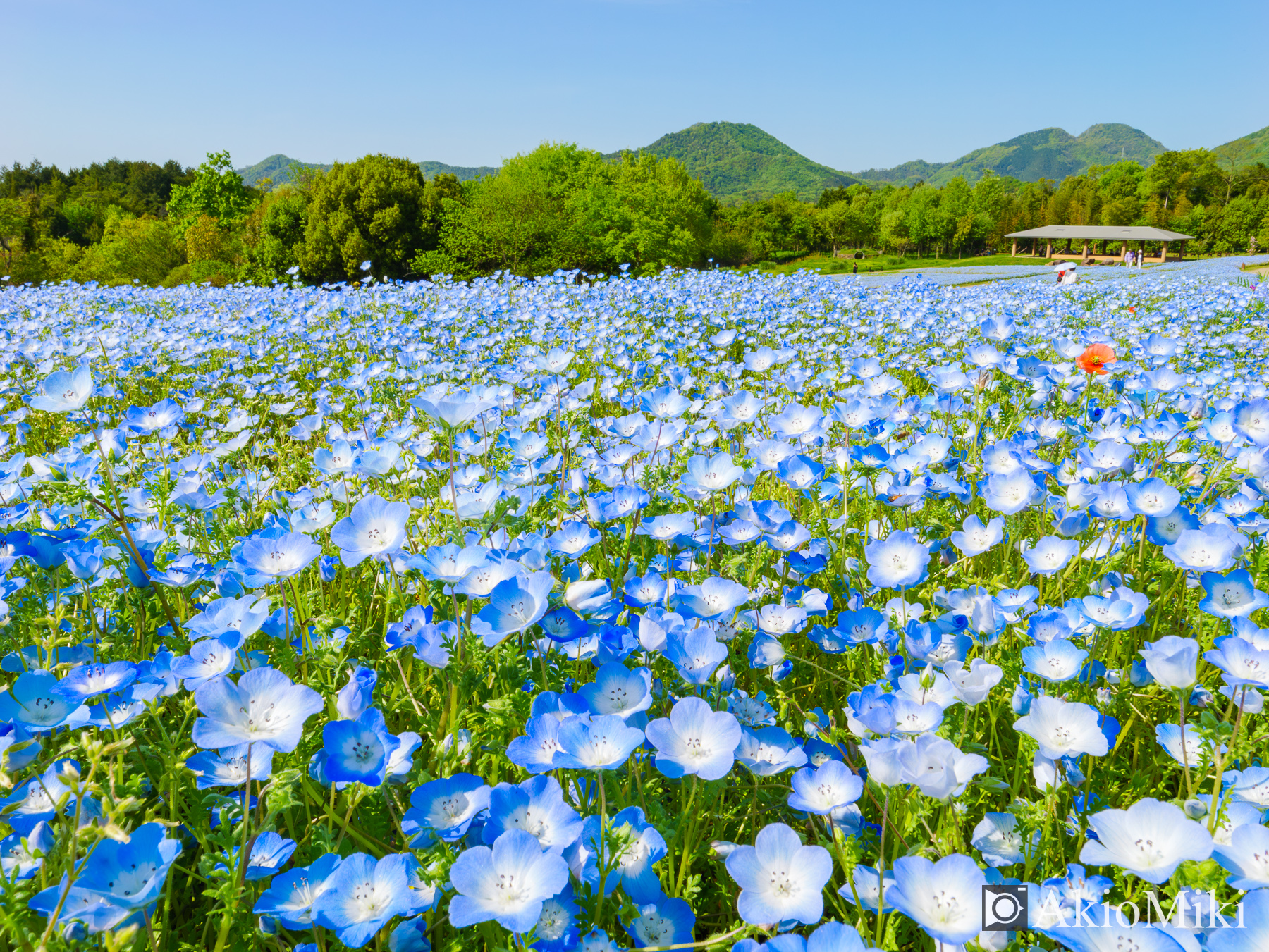 M.ZUIKO DIGITAL ED 8-25mm F4.0 PROの描写力