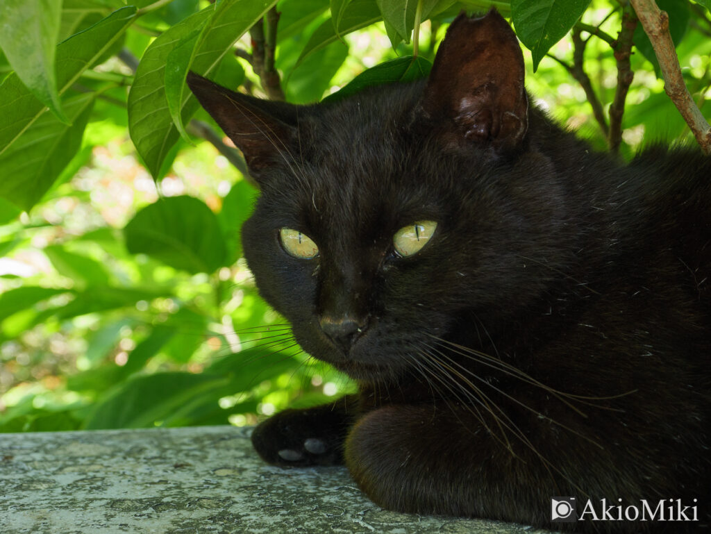 直島　黒猫