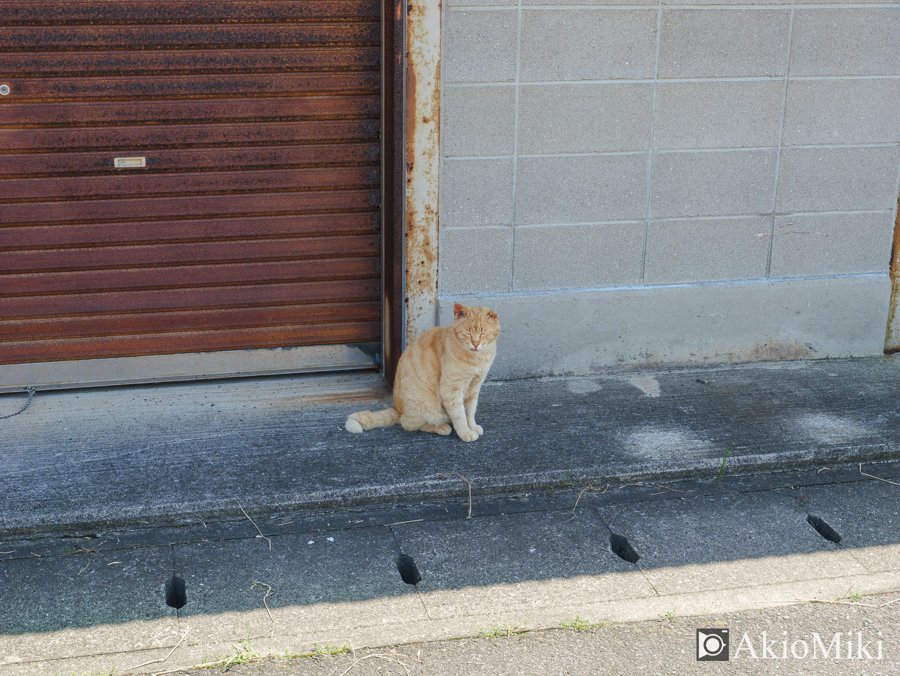 男木島　島猫