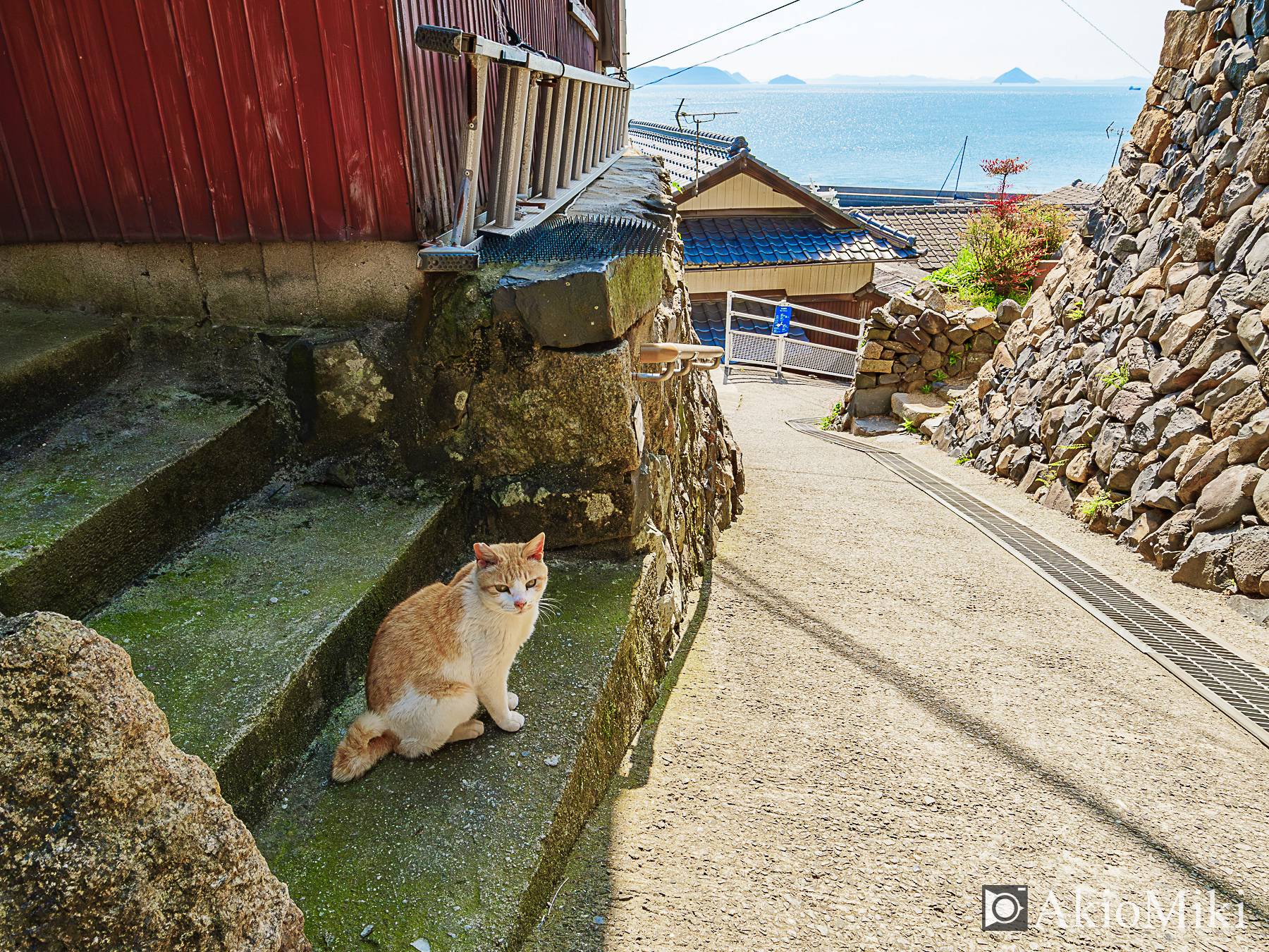 男木島　猫