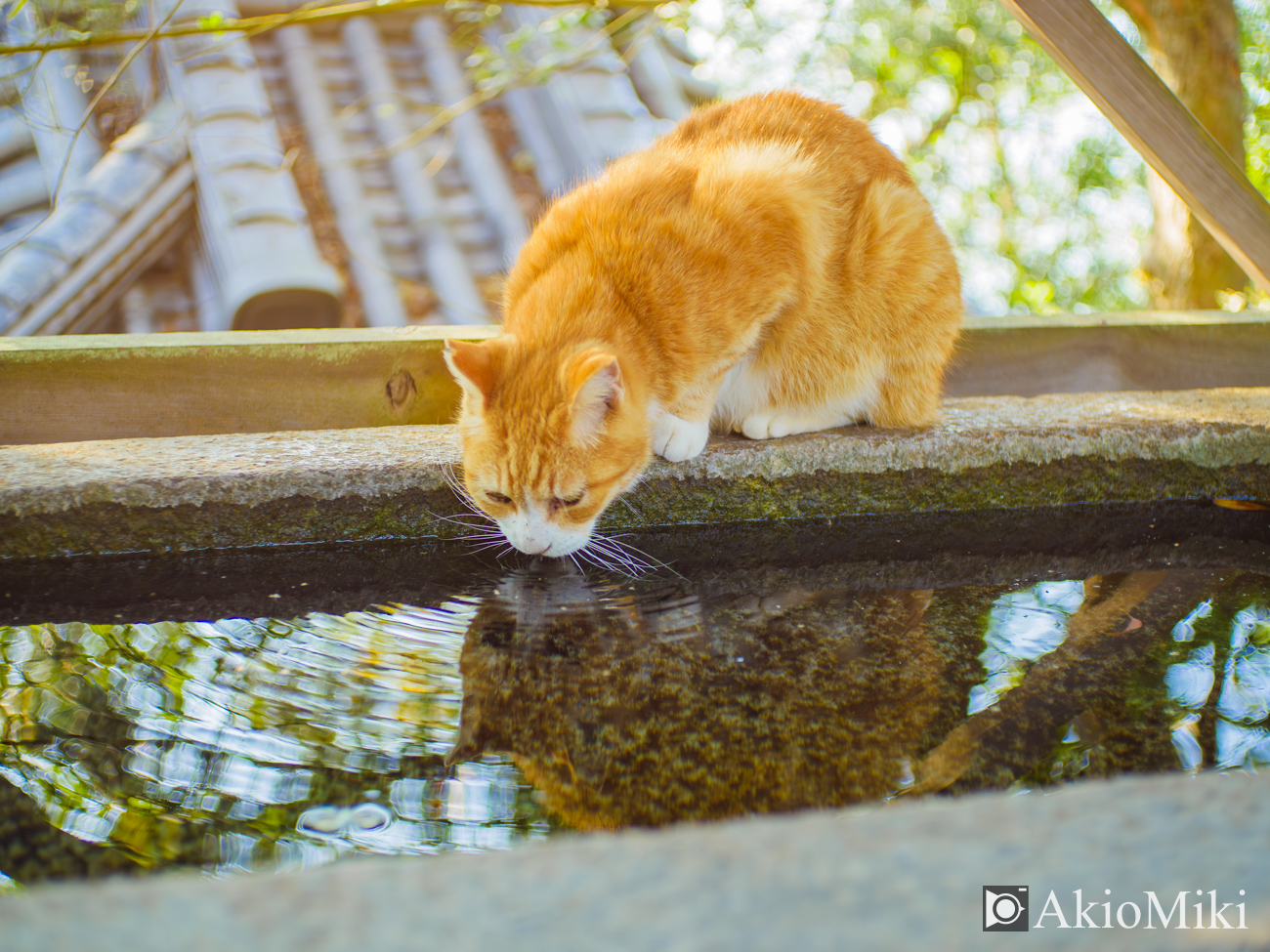 男木島