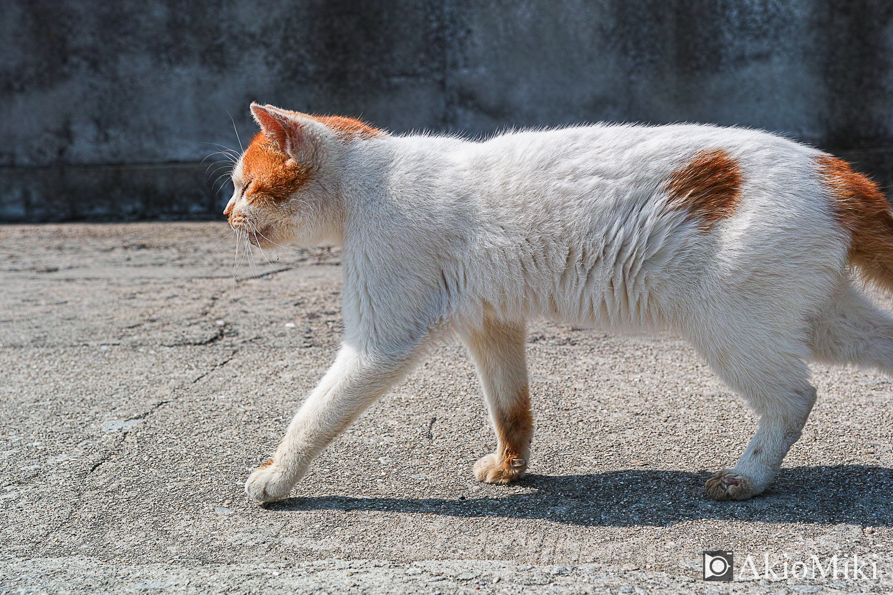 男木島　島猫