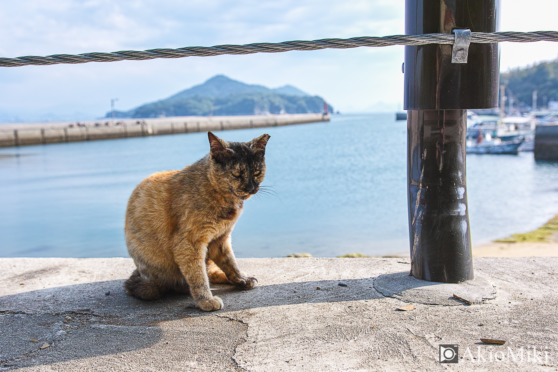 男木島　島猫