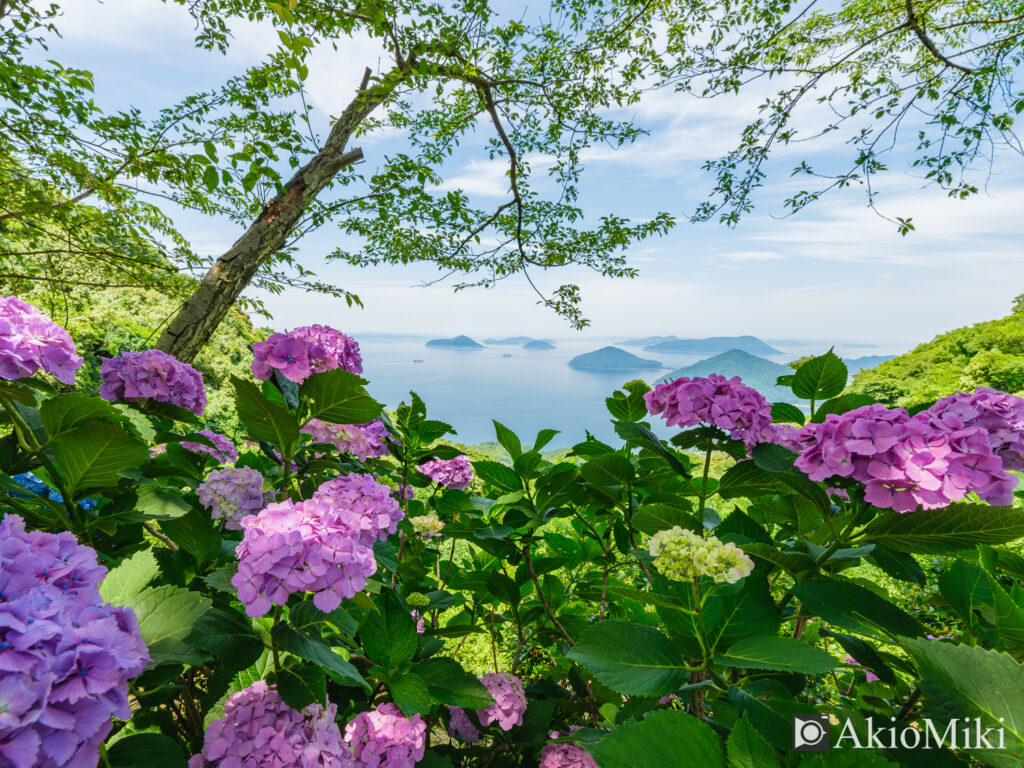 あじさいが咲く6月の紫雲出山　香川県