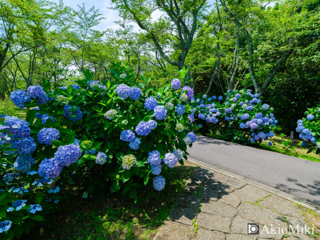 あじさいが咲く6月の紫雲出山　香川県